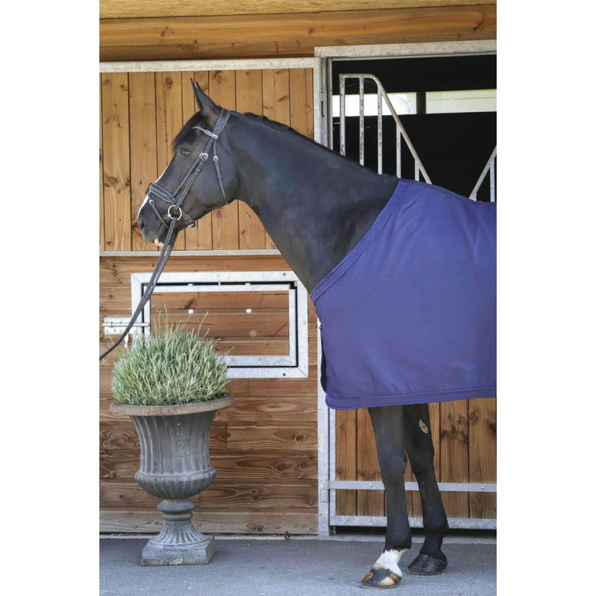 Paddock Rug Present Navy