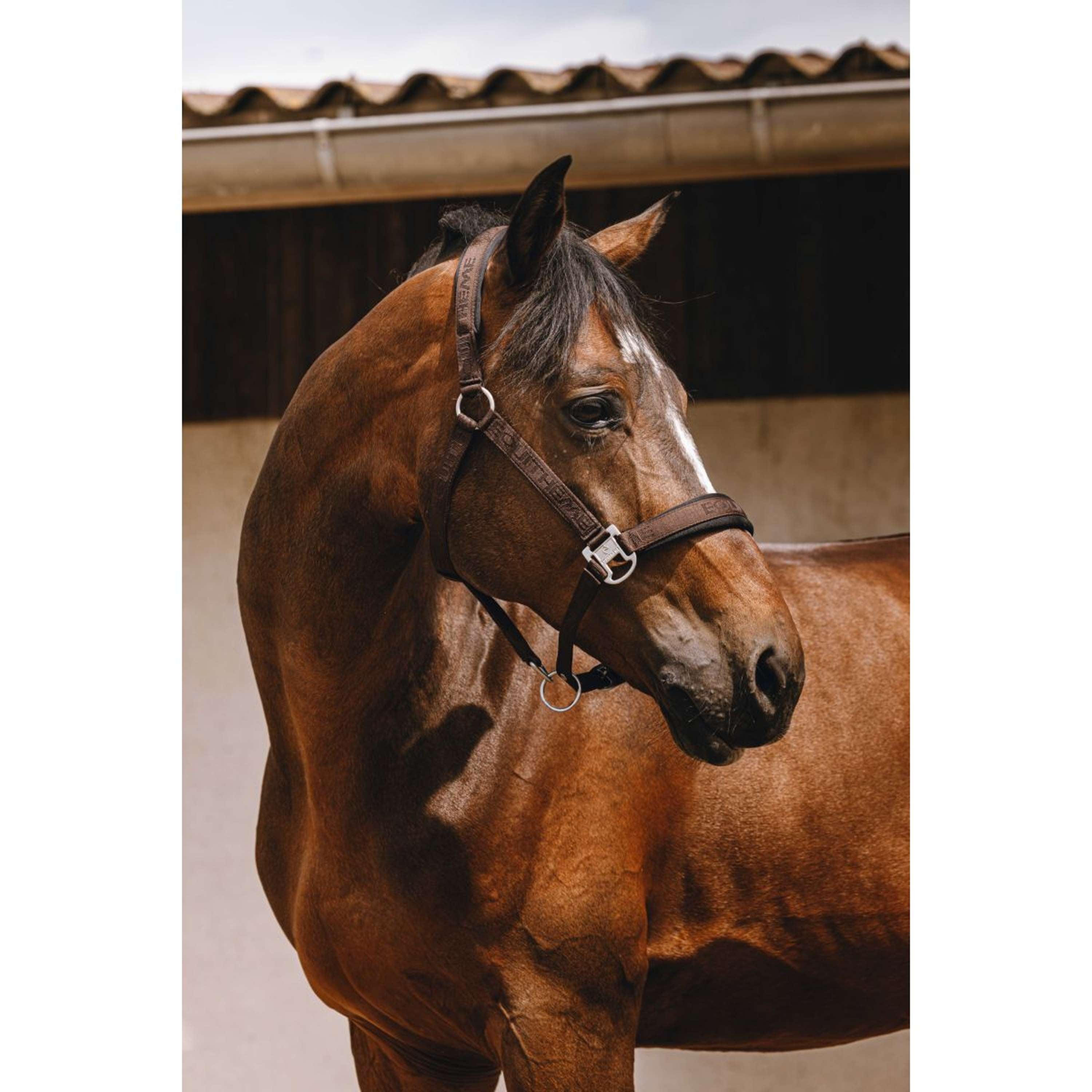 EQUITHÈME Halter Jacquard Brown
