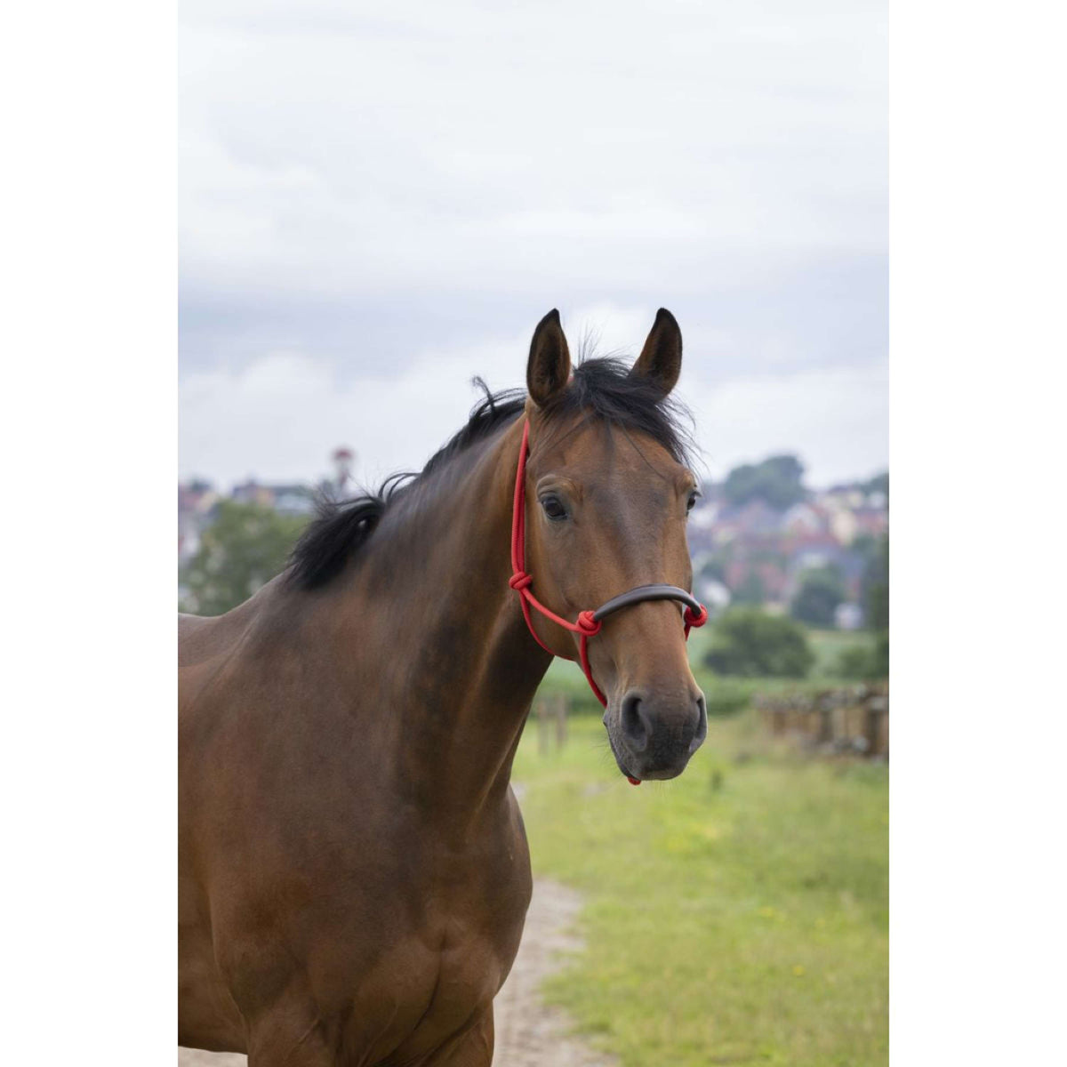 Norton Rope Halter Synthétique Red