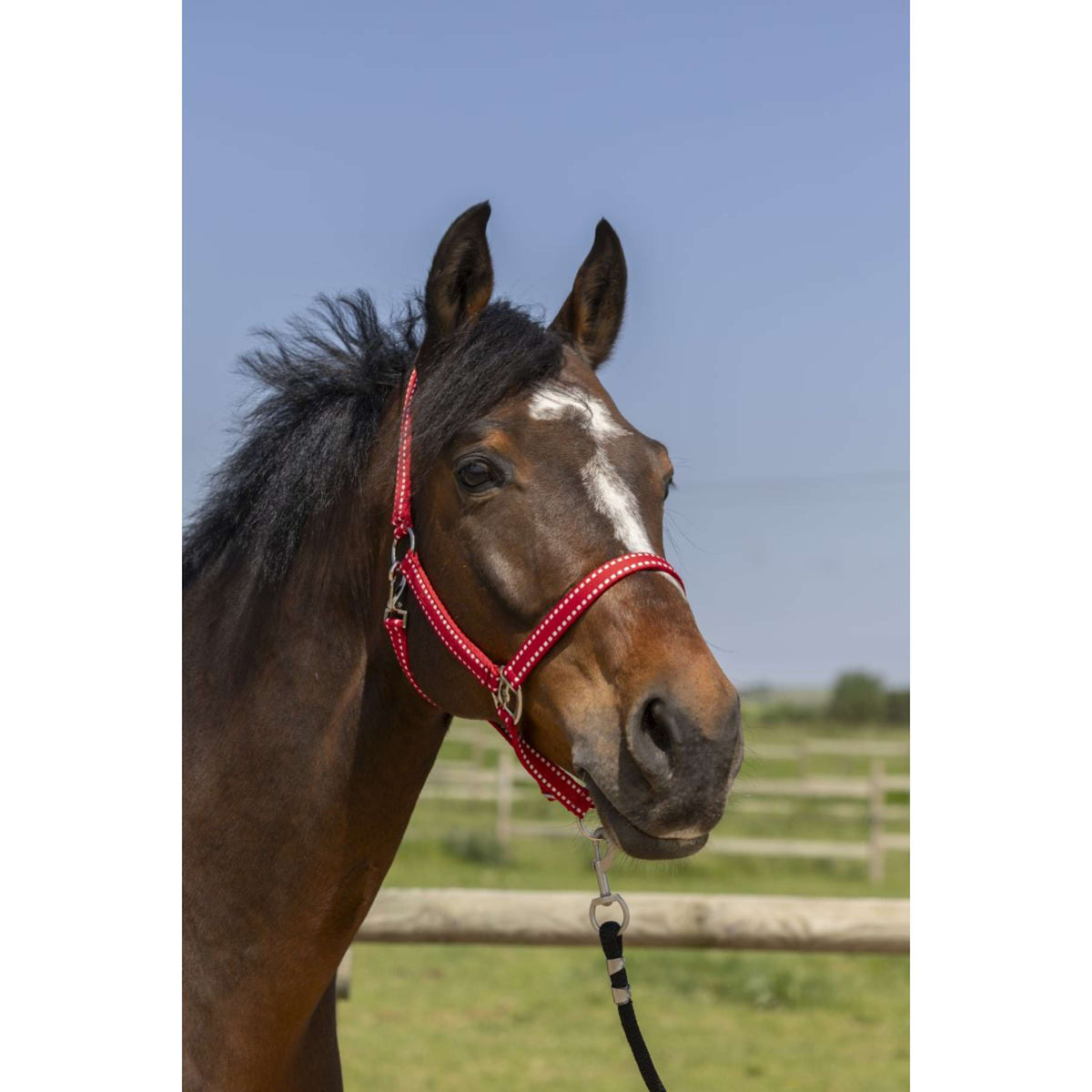 Norton Halter Grooming Red