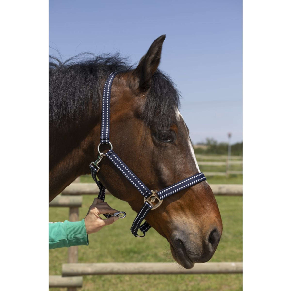 Norton Halter Grooming Navy