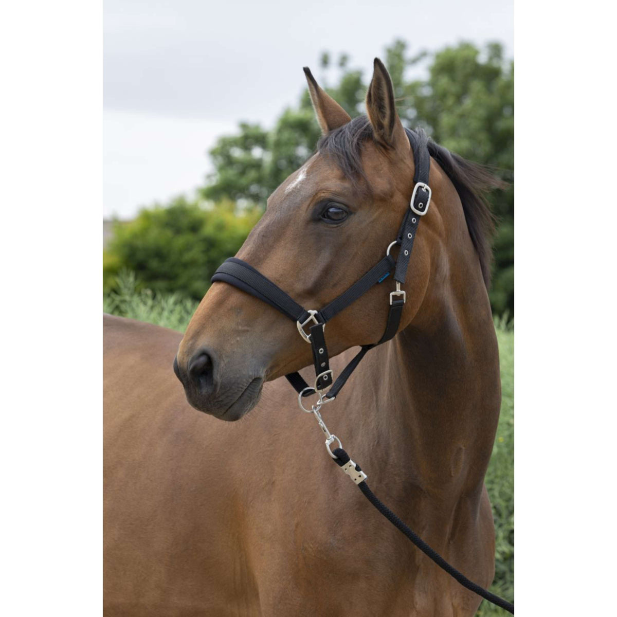 Norton Head Collar Set Large Black