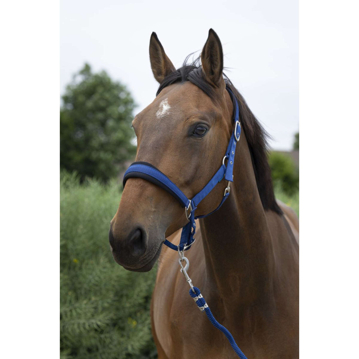 Norton Head Collar Set Large Blue