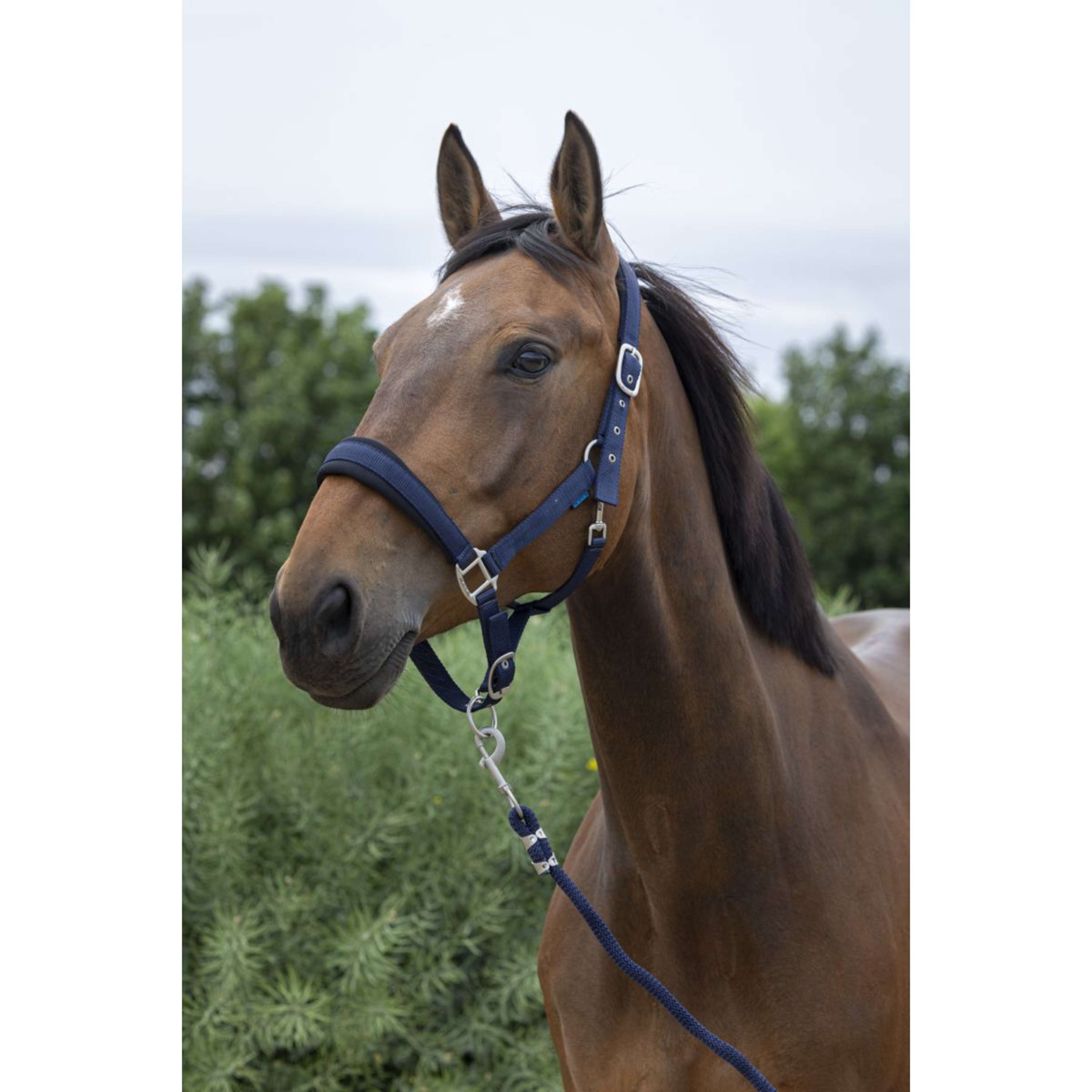Norton Halter Set Large Navy