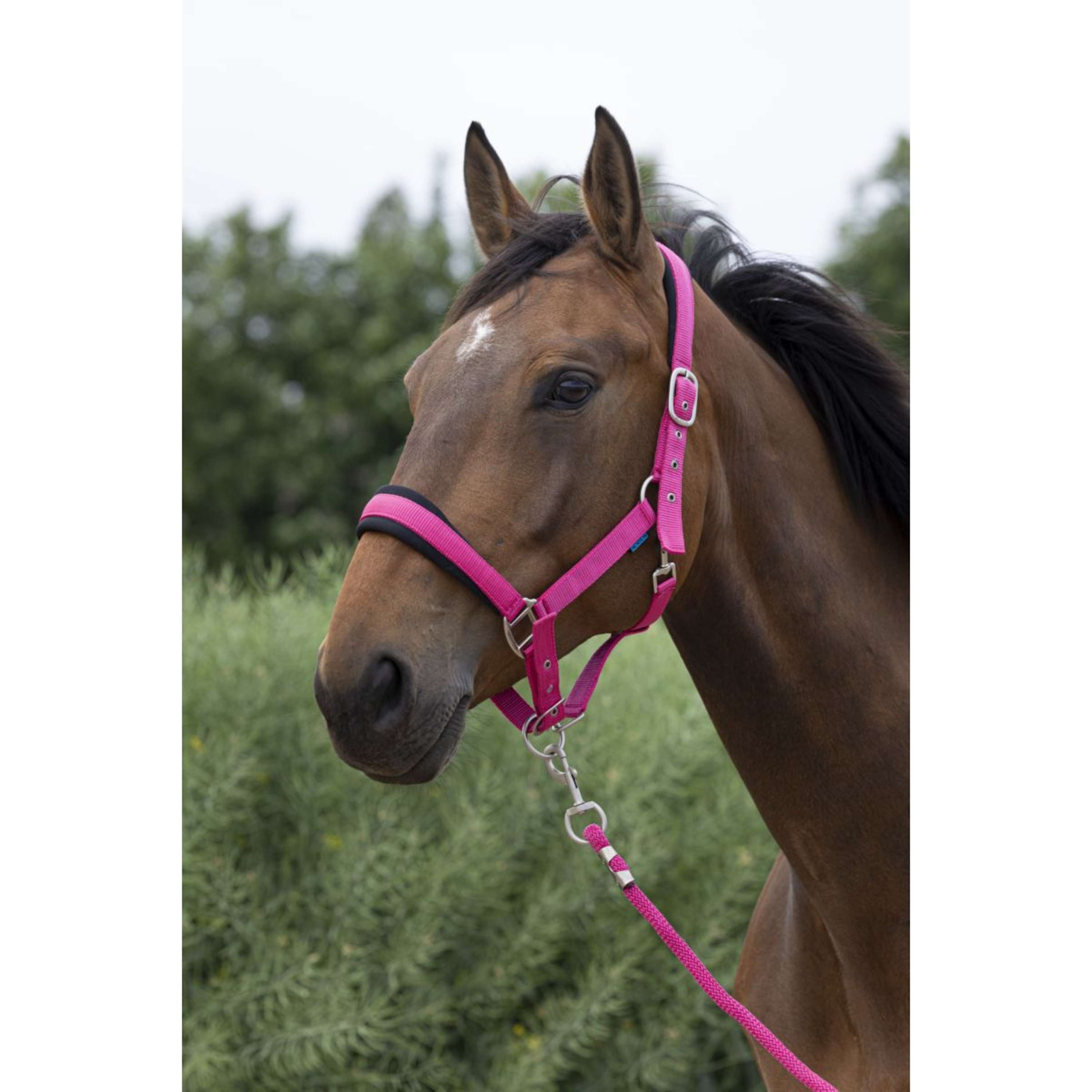Norton Halter Set Large Raspberry