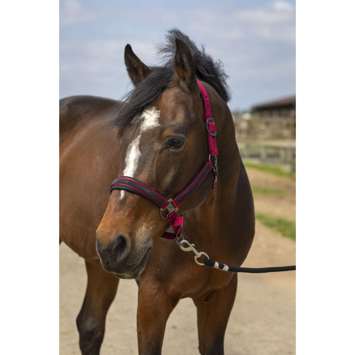 EQUITHÈME Halter Strass Nylon Burgundy