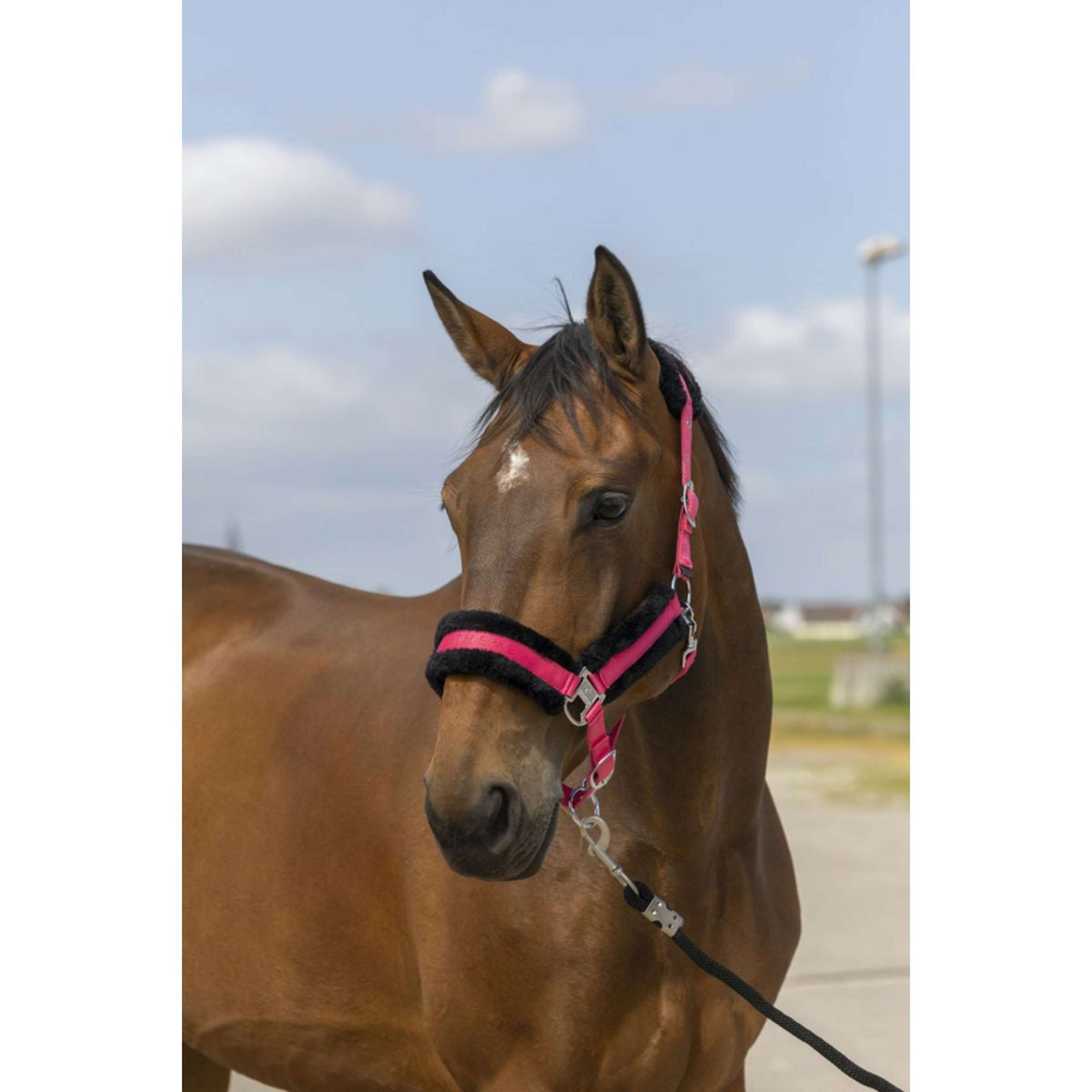 EQUITHÈME Halter Mouton Nylon Pink/Black