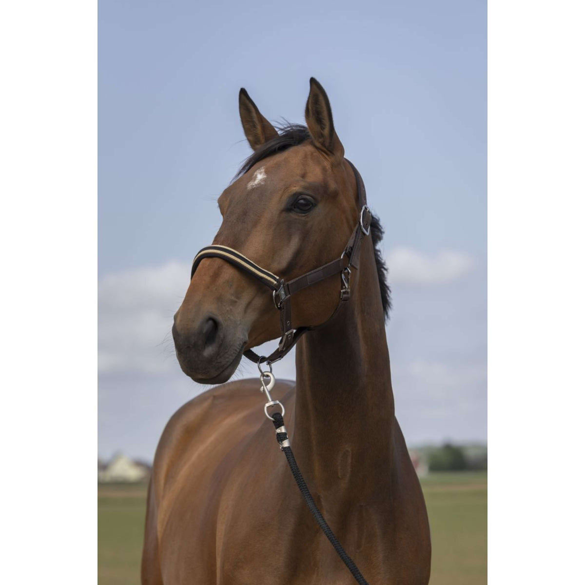 EQUITHÈME Halter Chevron Nylon Brown