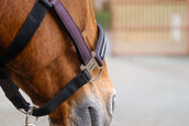 EQUITHÈME Halter Domino Nylon Purple