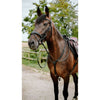 Norton Bridle Endurance Black