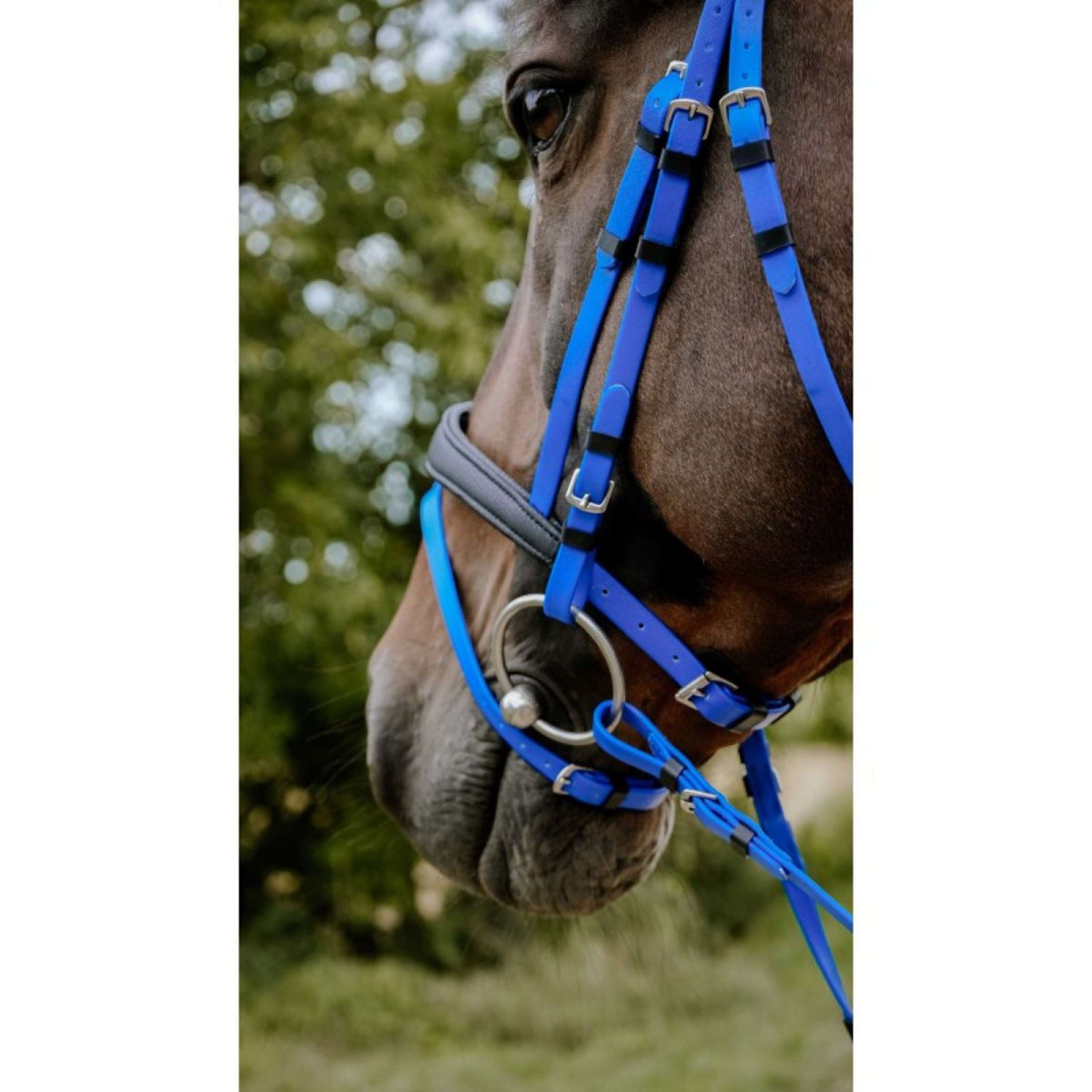 Norton Bridle Endurance Royal Blue