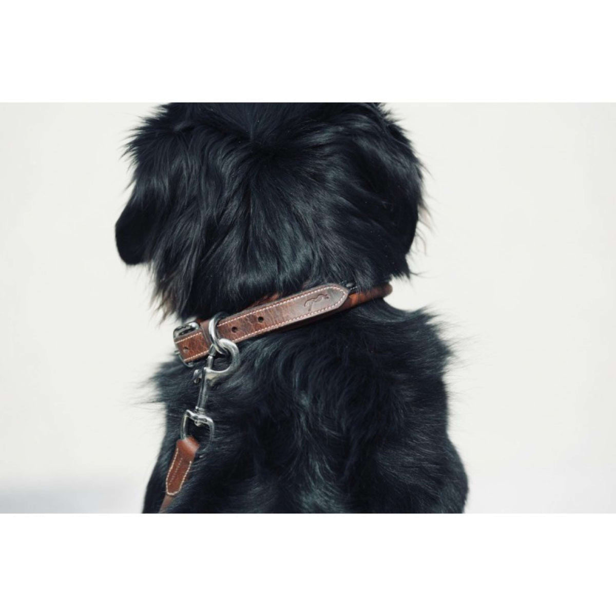 Pénélope Dog Collar Point Sellier Havana