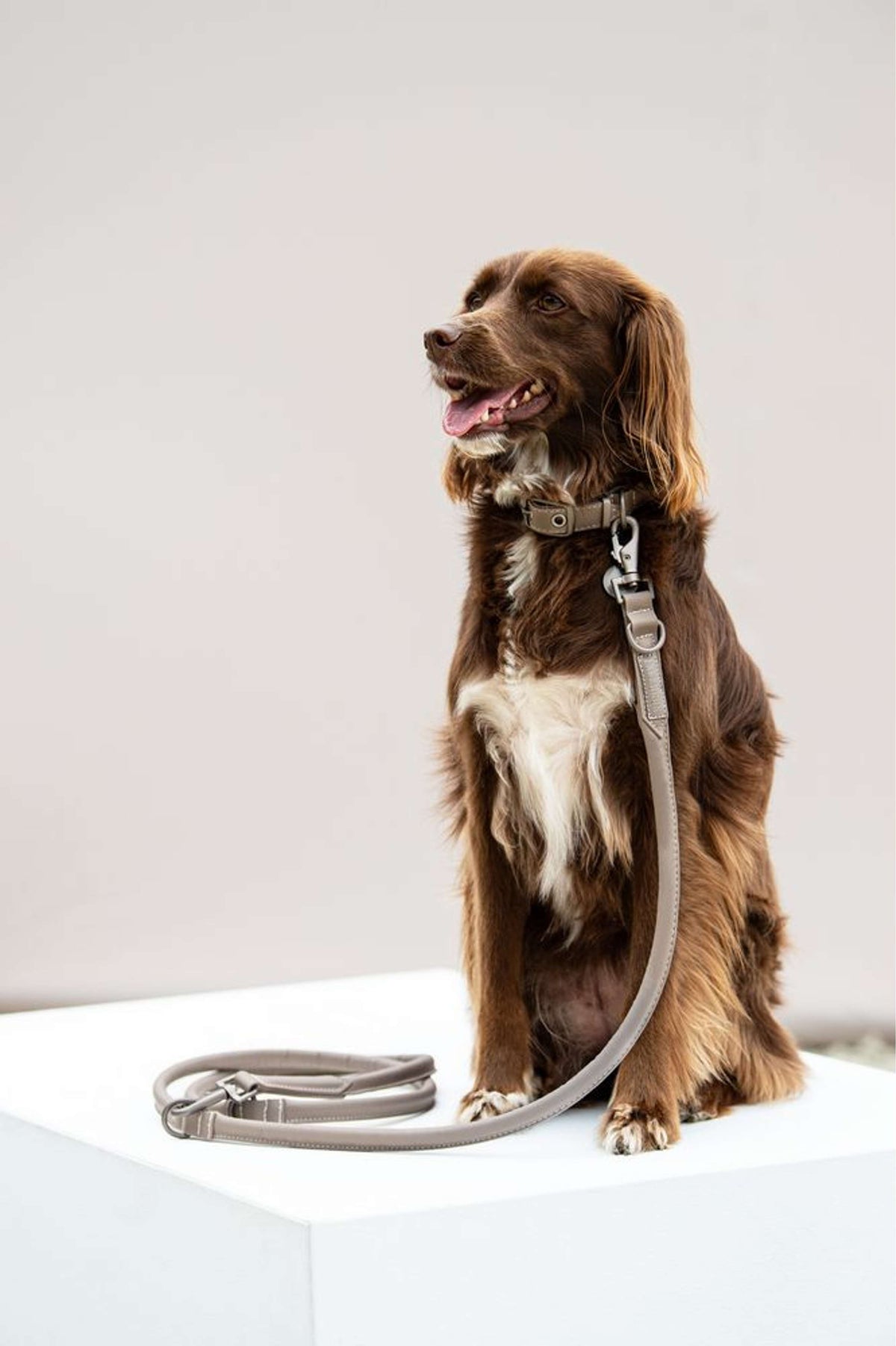 Eskadron Collar and Leash Classic Sports Leather Velvet Taupe