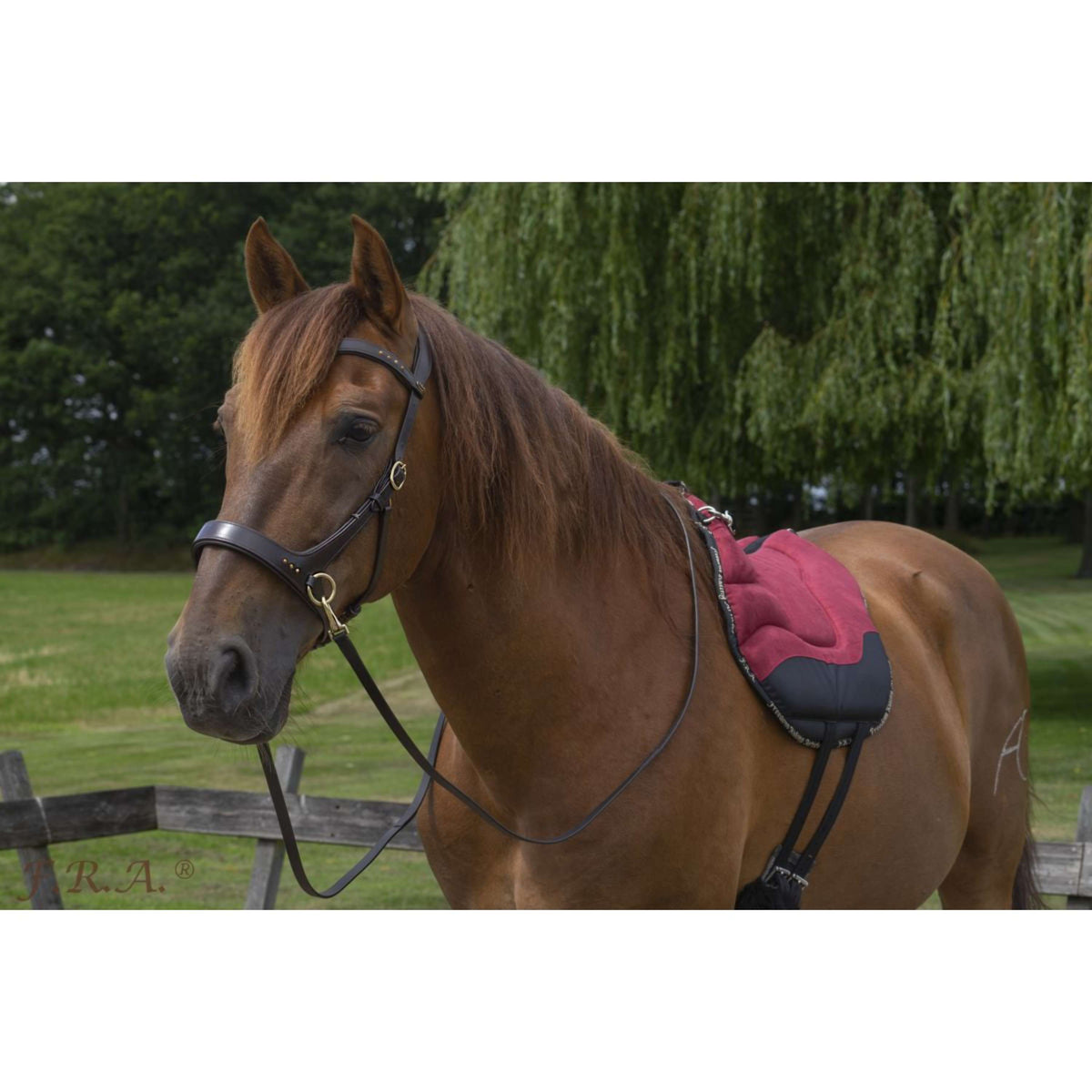 F.R.A. Bareback Pad Dardo Basic Bordeaux