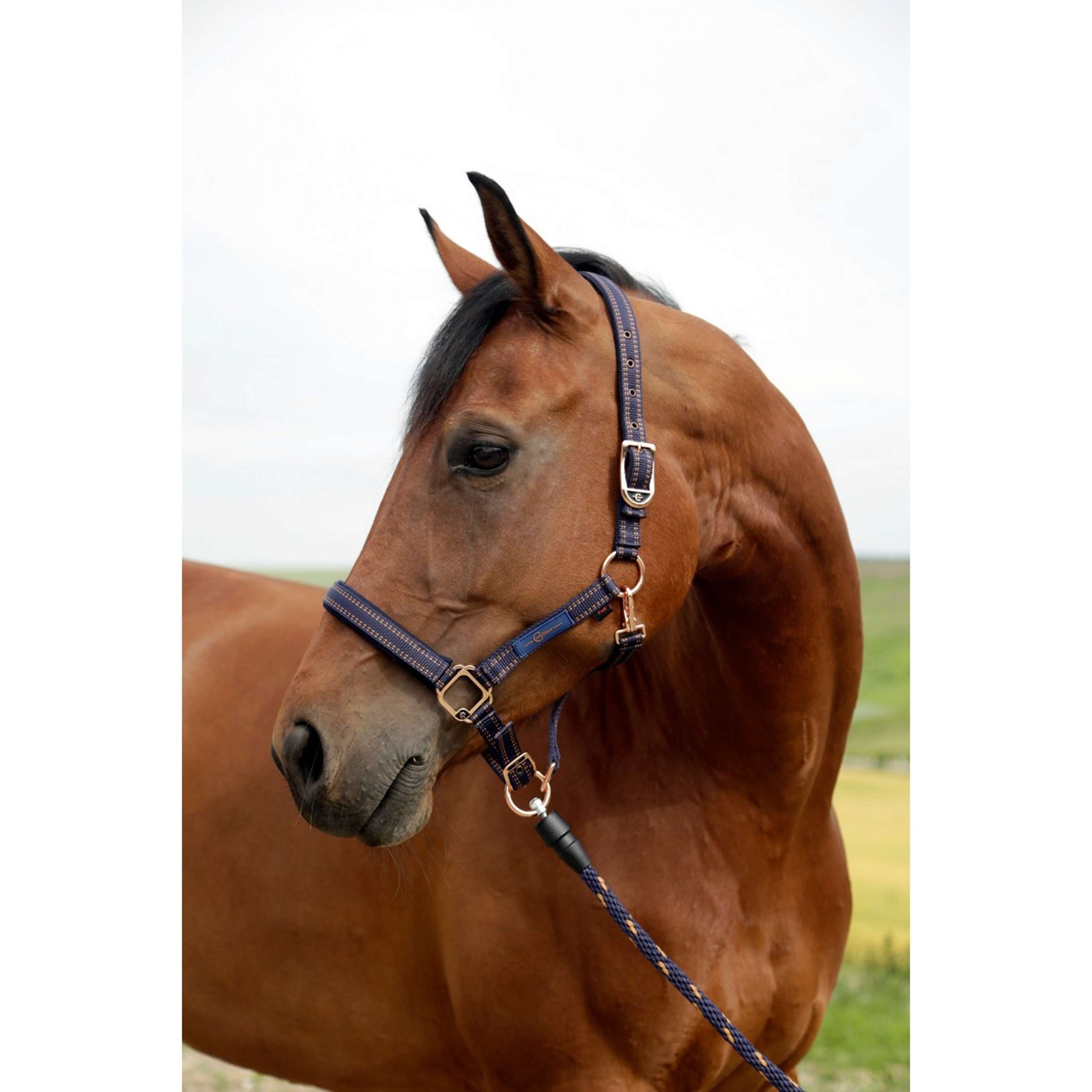 GoLeyGo Head Collar 2.0 Blue/Caramel