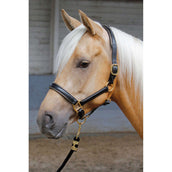 Harry's Horse Head Collar Leather with Piping Gold