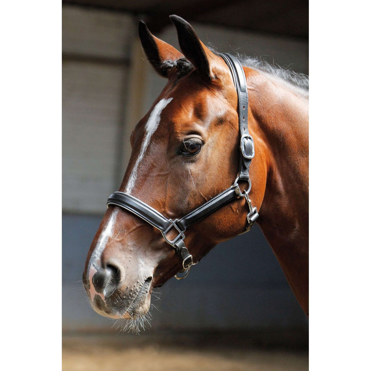 Harry's Horse Head Collar Leather with Piping Silver