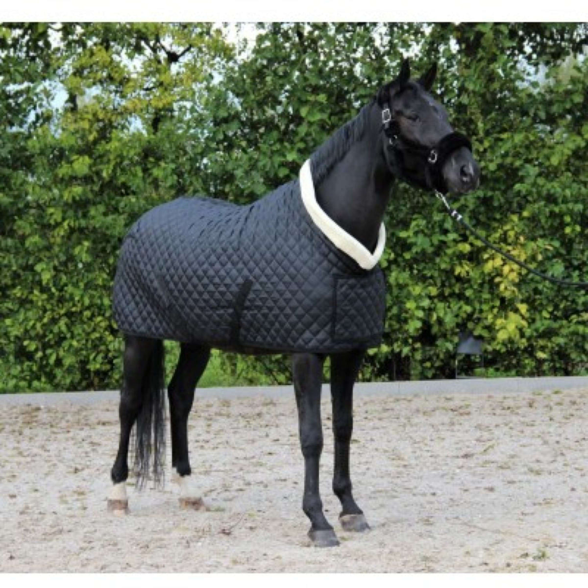 HB Showtime Show Rug Desire160gr Black