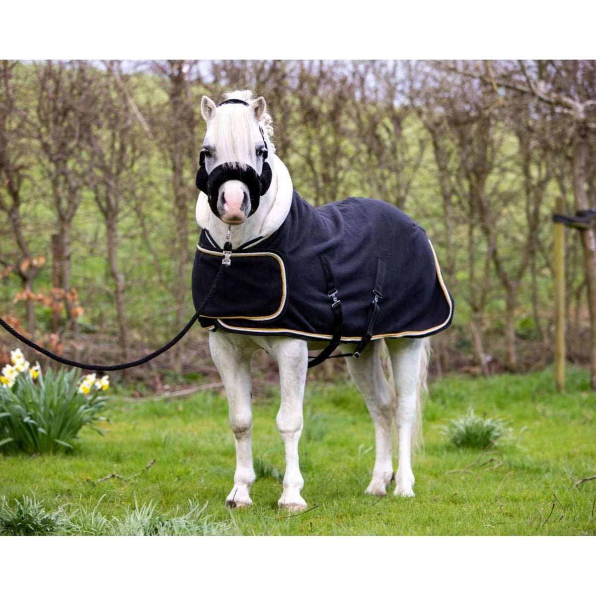 HB Harry & Hector Show Rug Dutch Crown Little Sizes Black