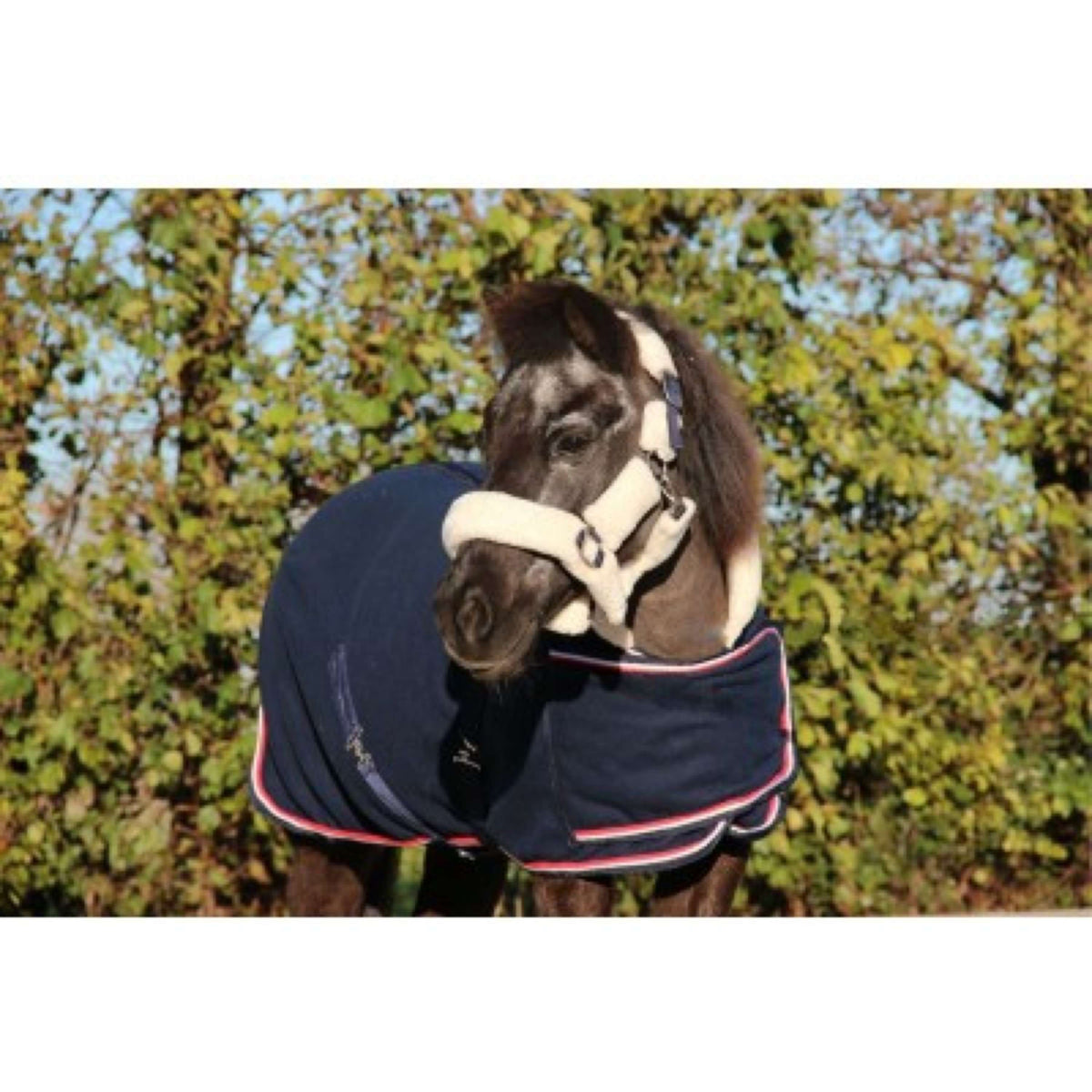 HB Harry & Hector Show Rug Dutch Crown Little Sizes Navy