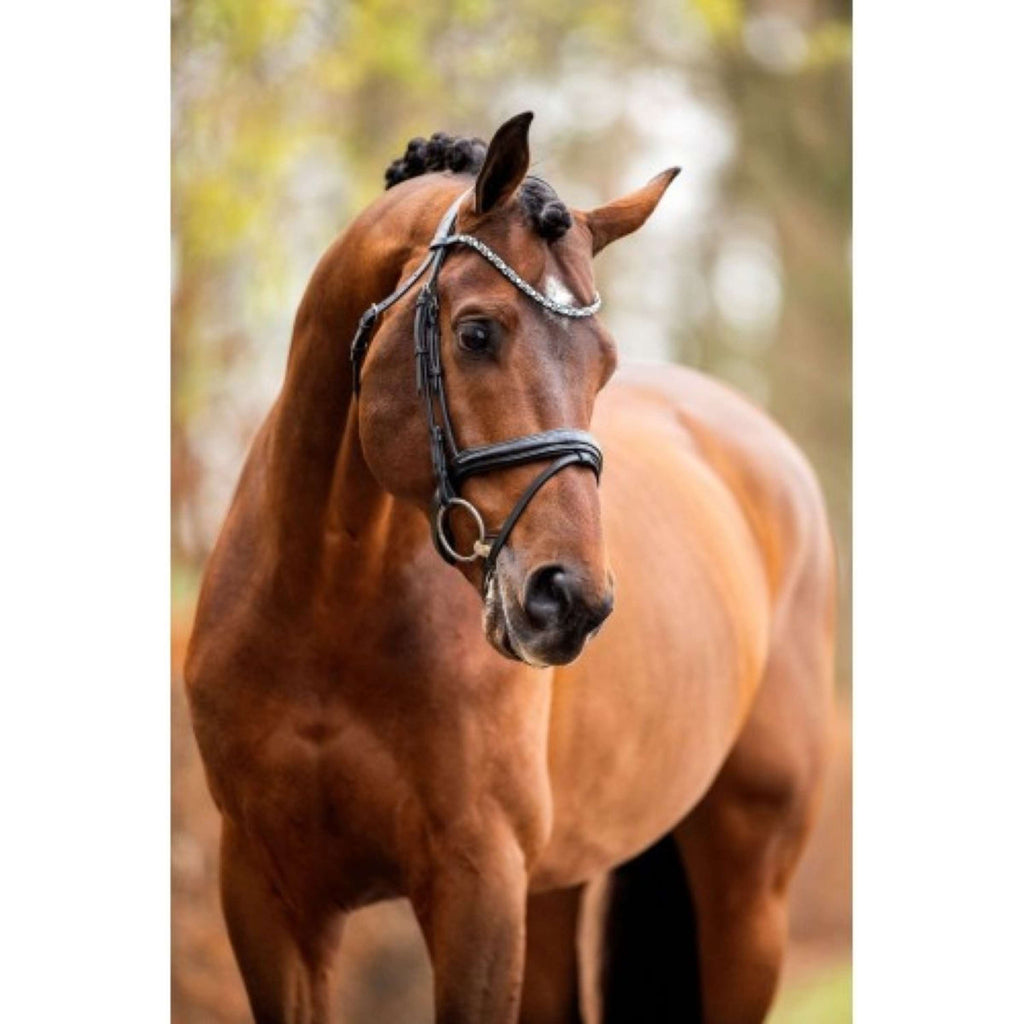 HB Showtime Bridle Different Change Black