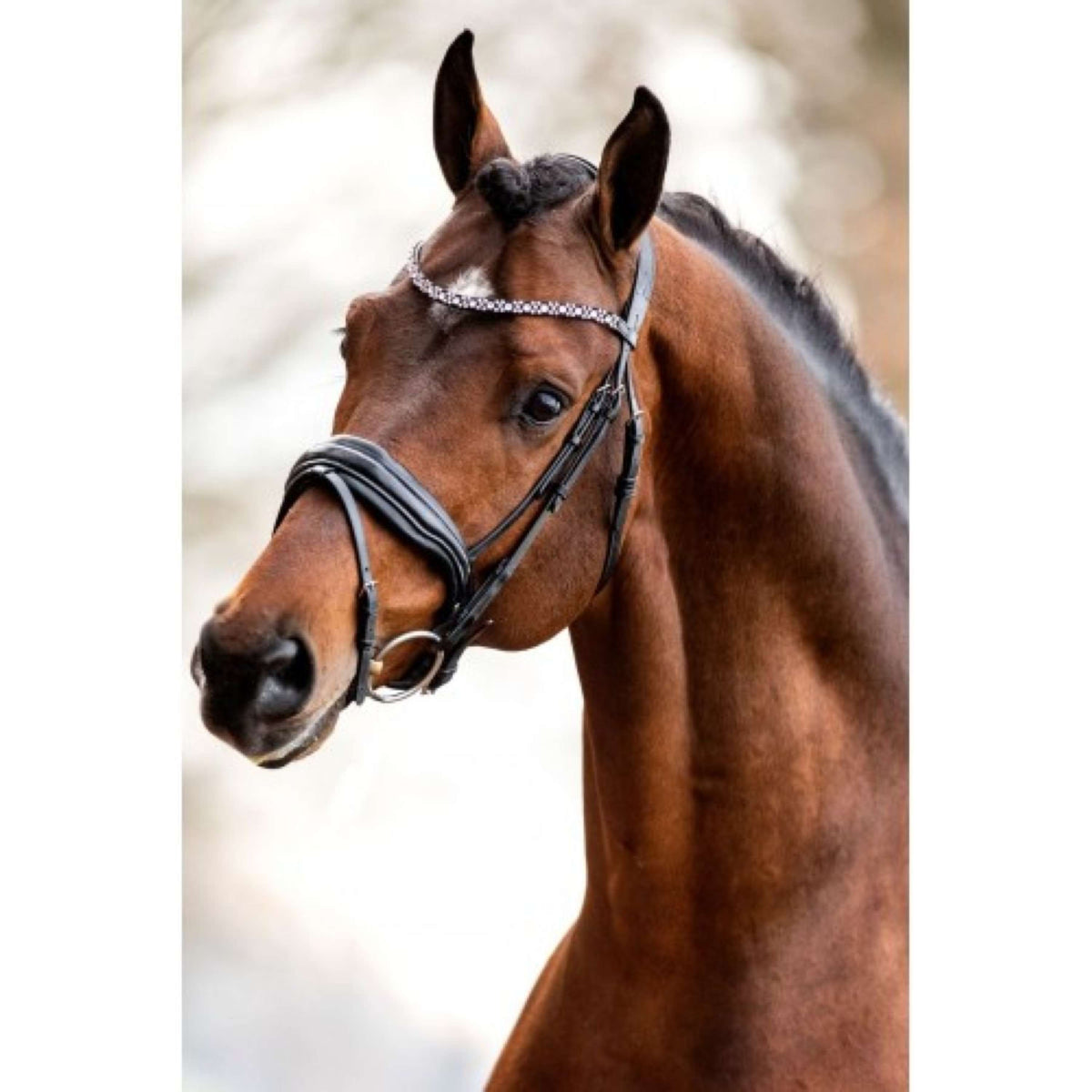 HB Showtime Bridle Great Love Black