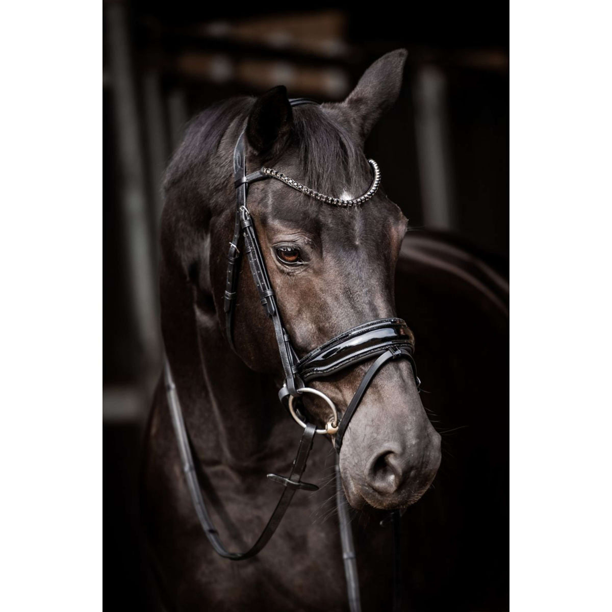 HB Bridle Showtime Evalira Black