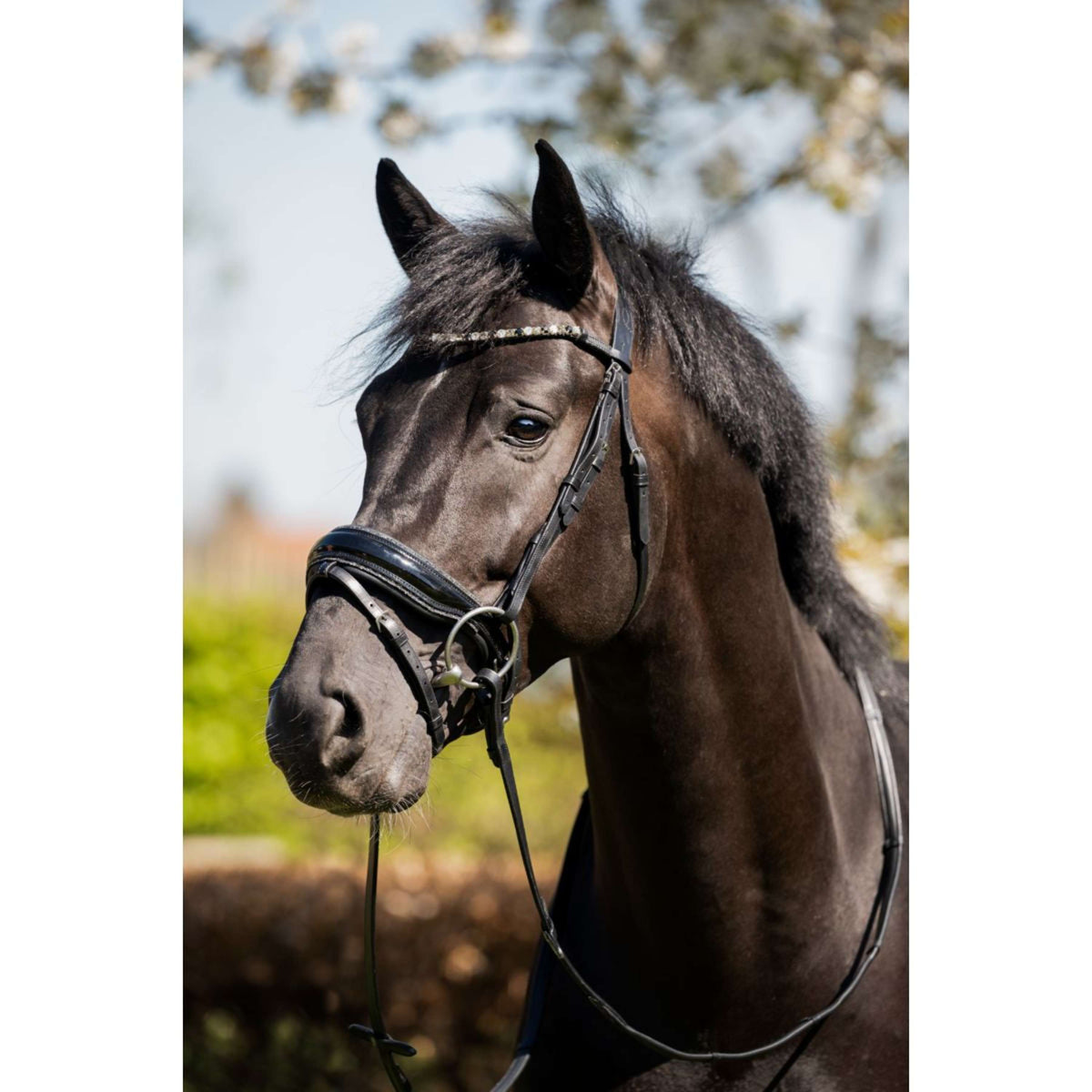 HB Bridle Showtime Evalira Black/Grey