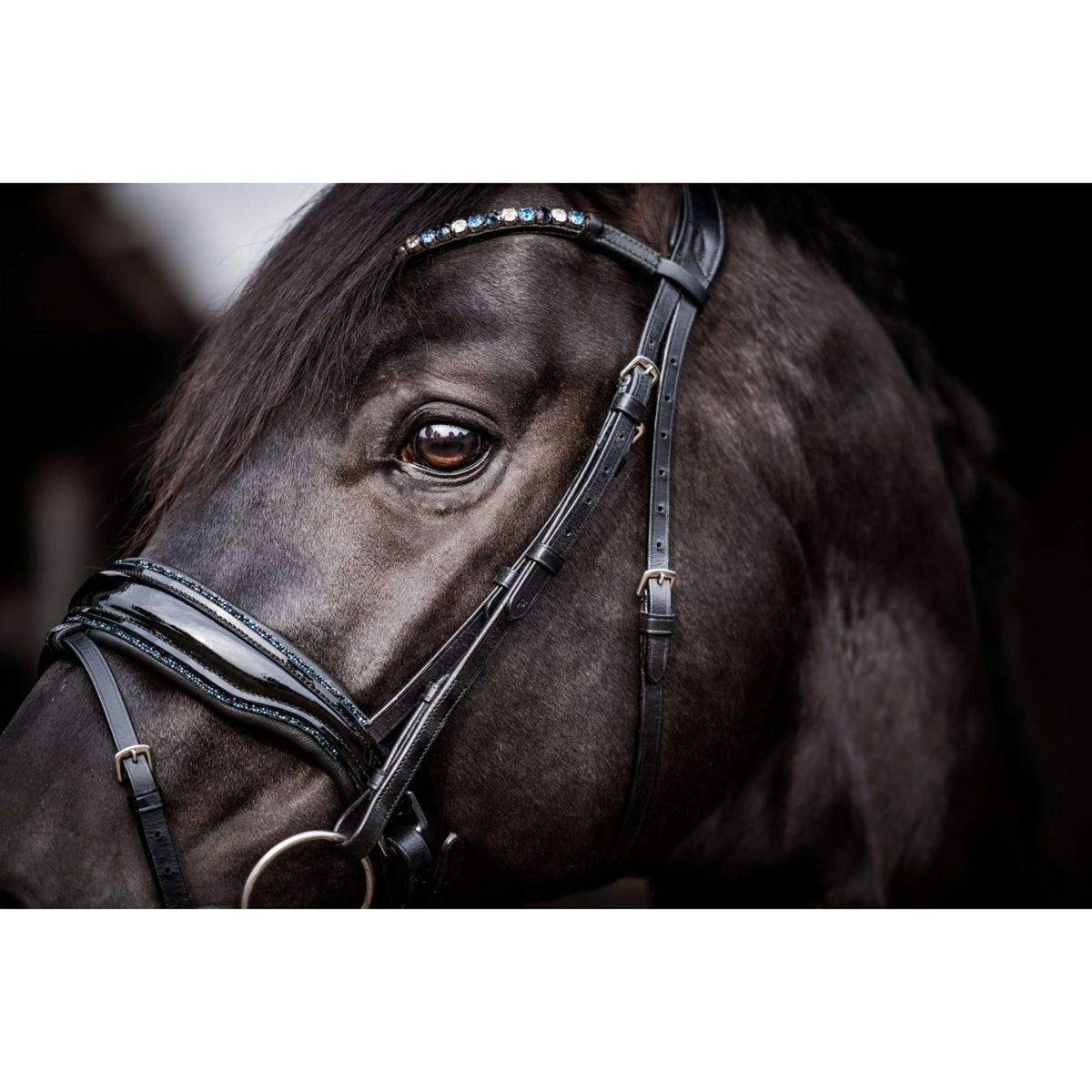 HB Bridle Showtime Evalira Blue/Black