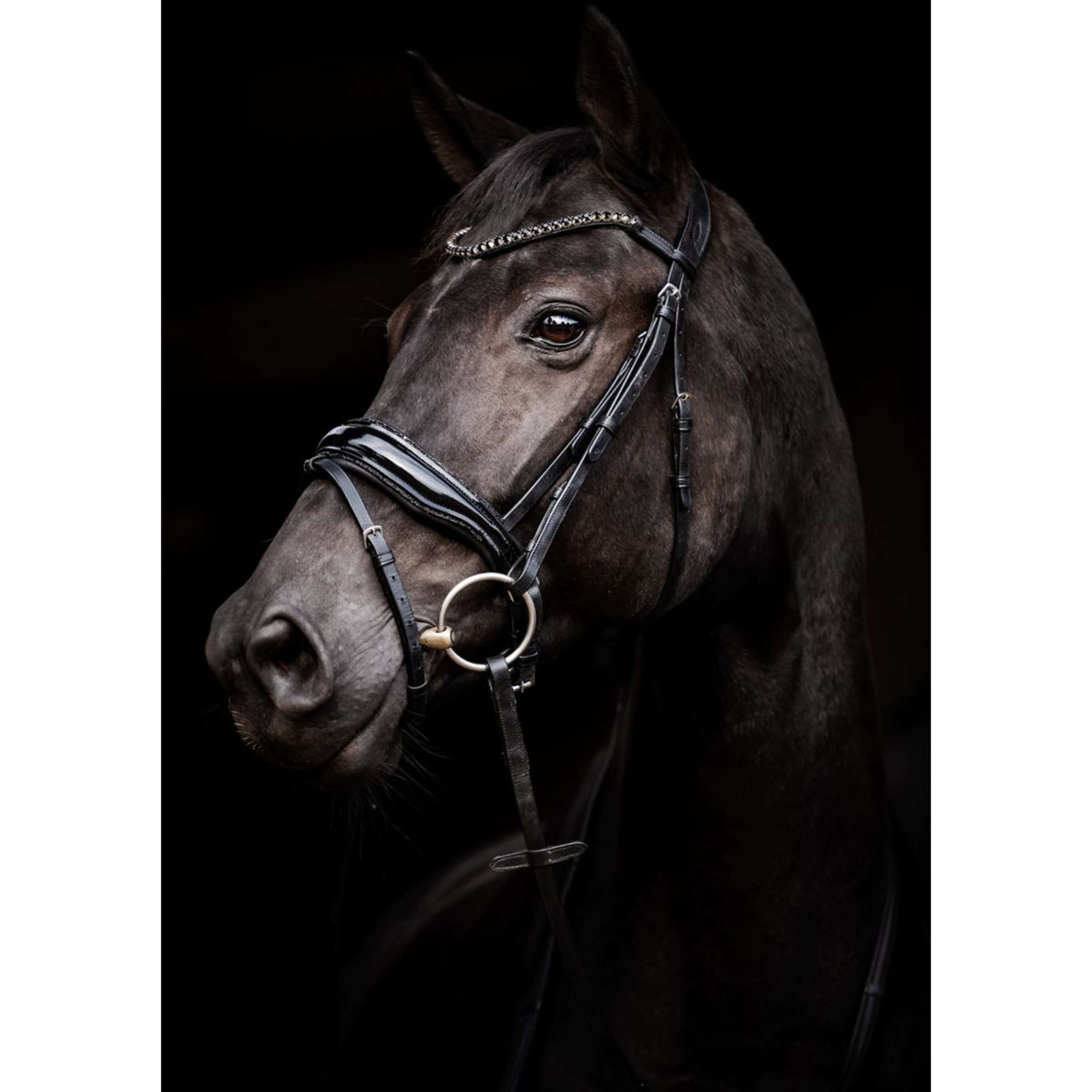 HB Bridle Showtime Evalira Black