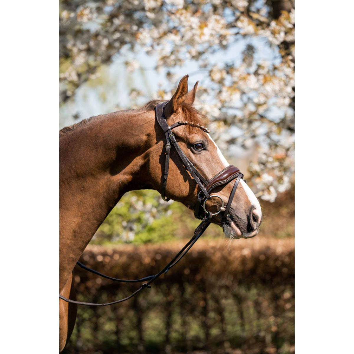 HB Bridle Juwel Glitter brown/gold