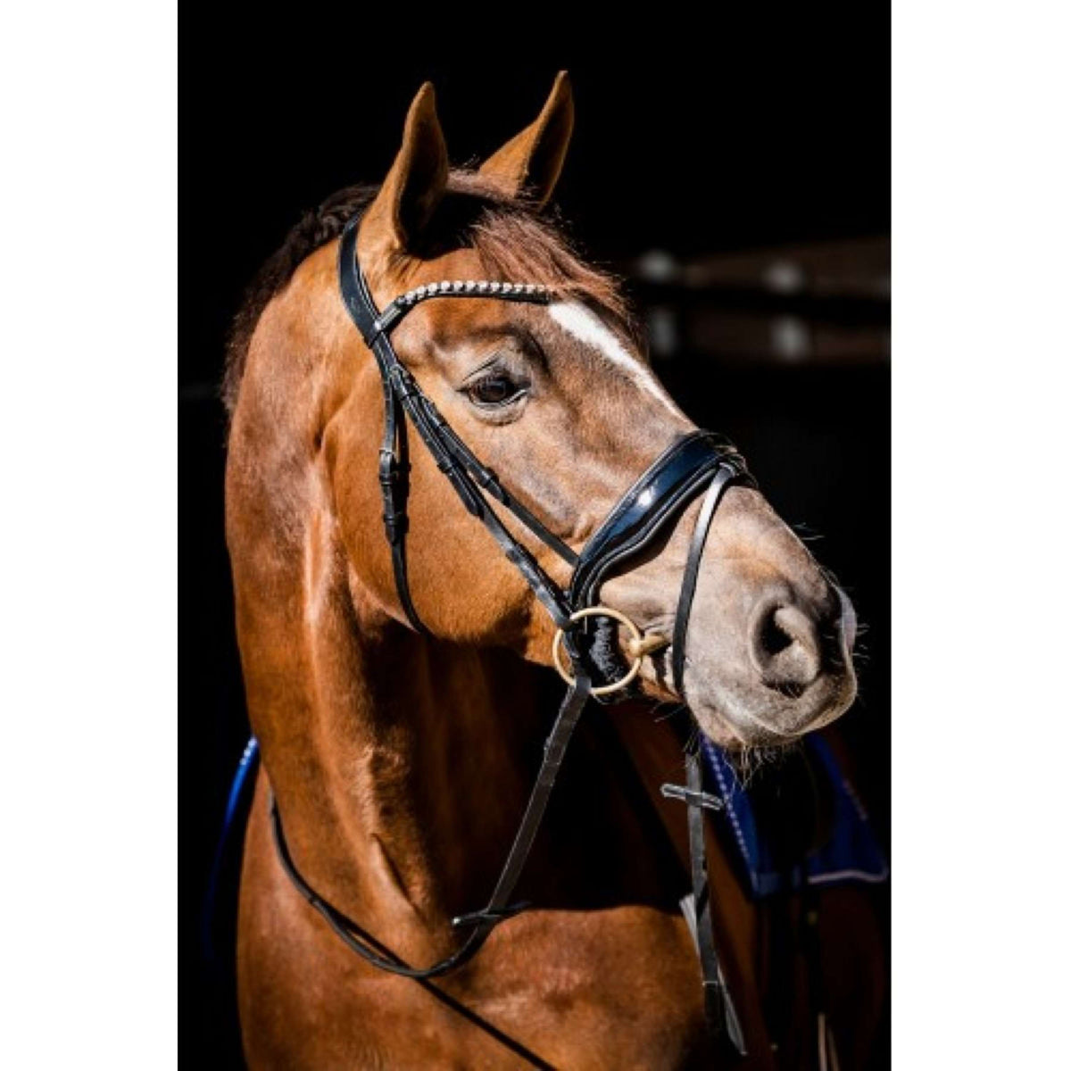 HB Showtime Bridle Special Guy Black