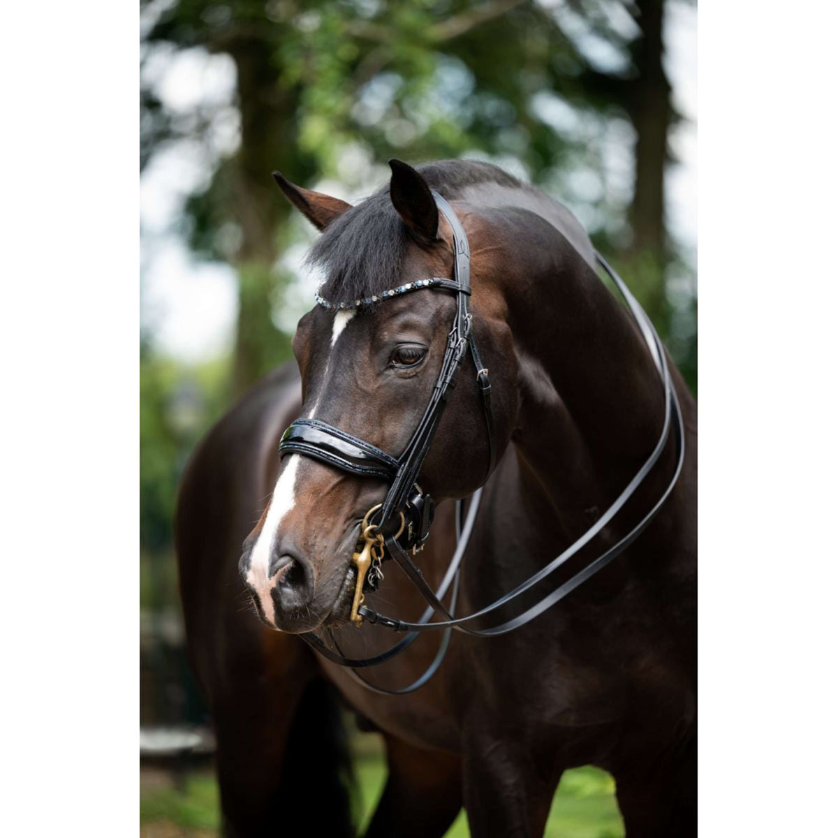 HB Double Bridle Special for You black/navy