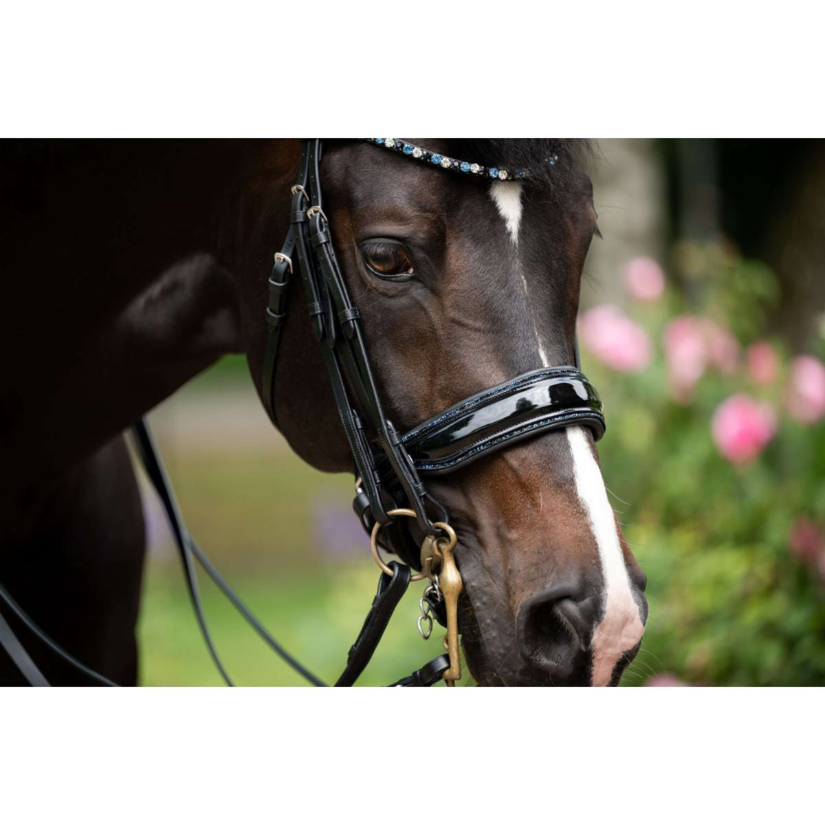 HB Double Bridle Special for You black/navy