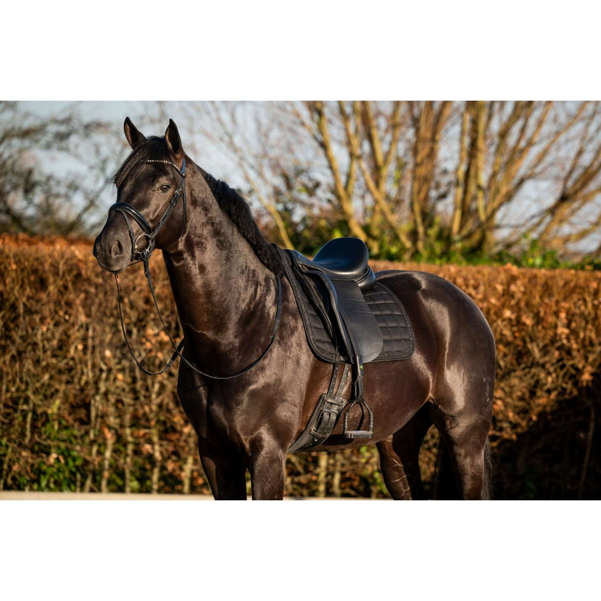 HB Saddlepad Showtime Glitty Dressage Black