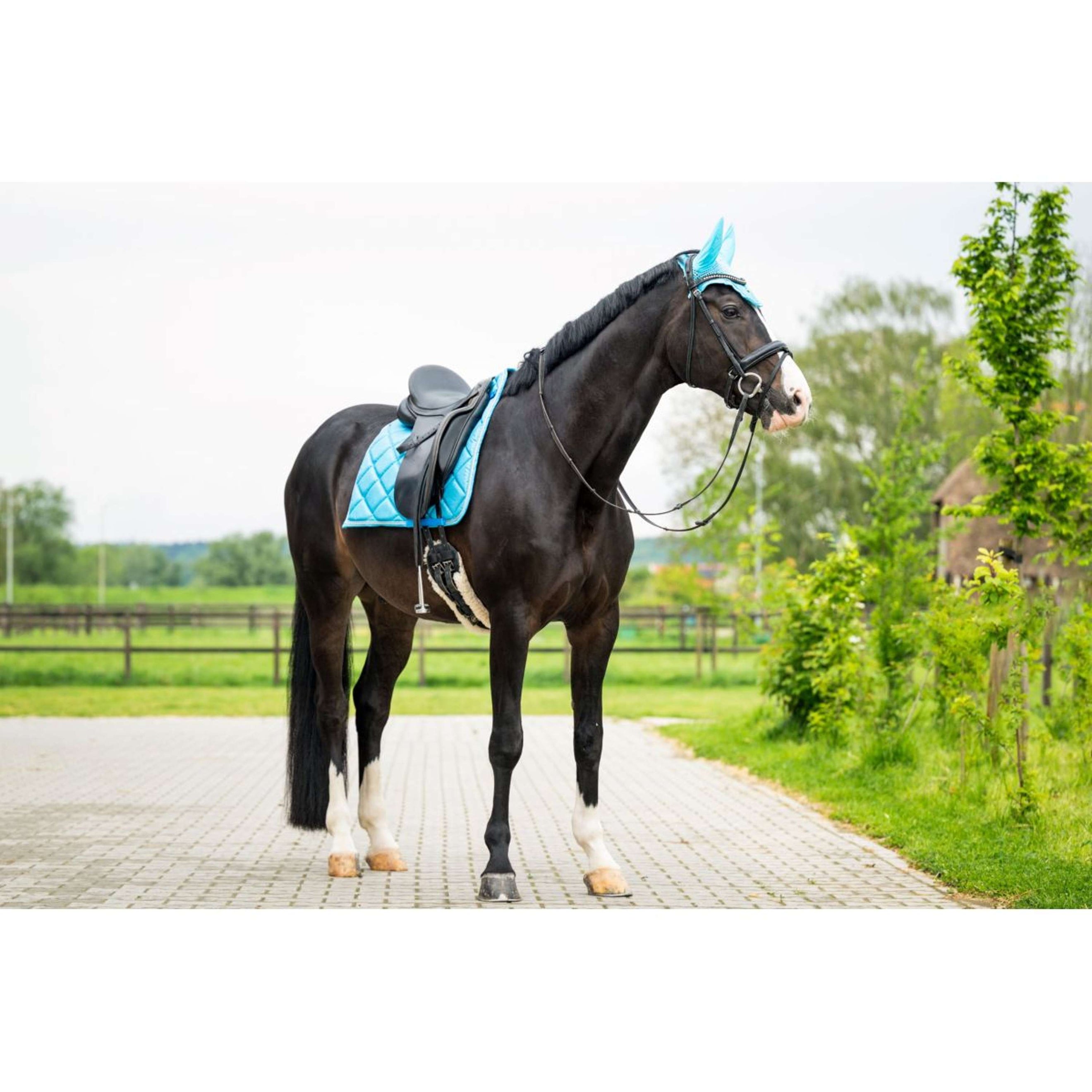 HB Saddlepad Dressage Showtime Turquoise