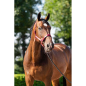 HB Head Collar Set Eclipe Burgundy