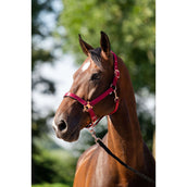 HB Head Collar Set Eclipe Burgundy