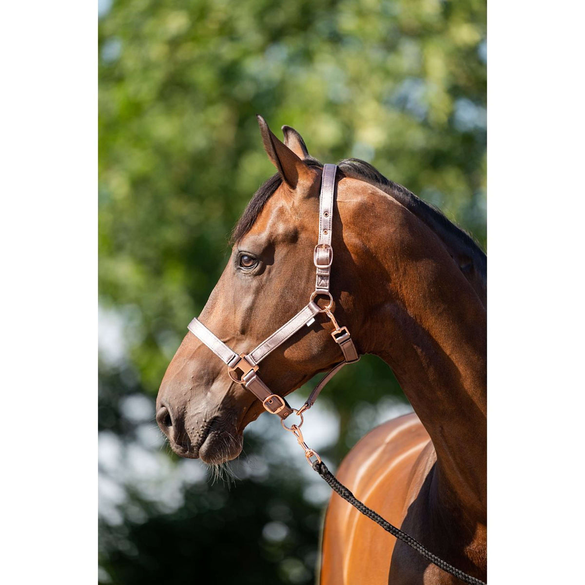 HB Head Collar Set Eclipe Grey