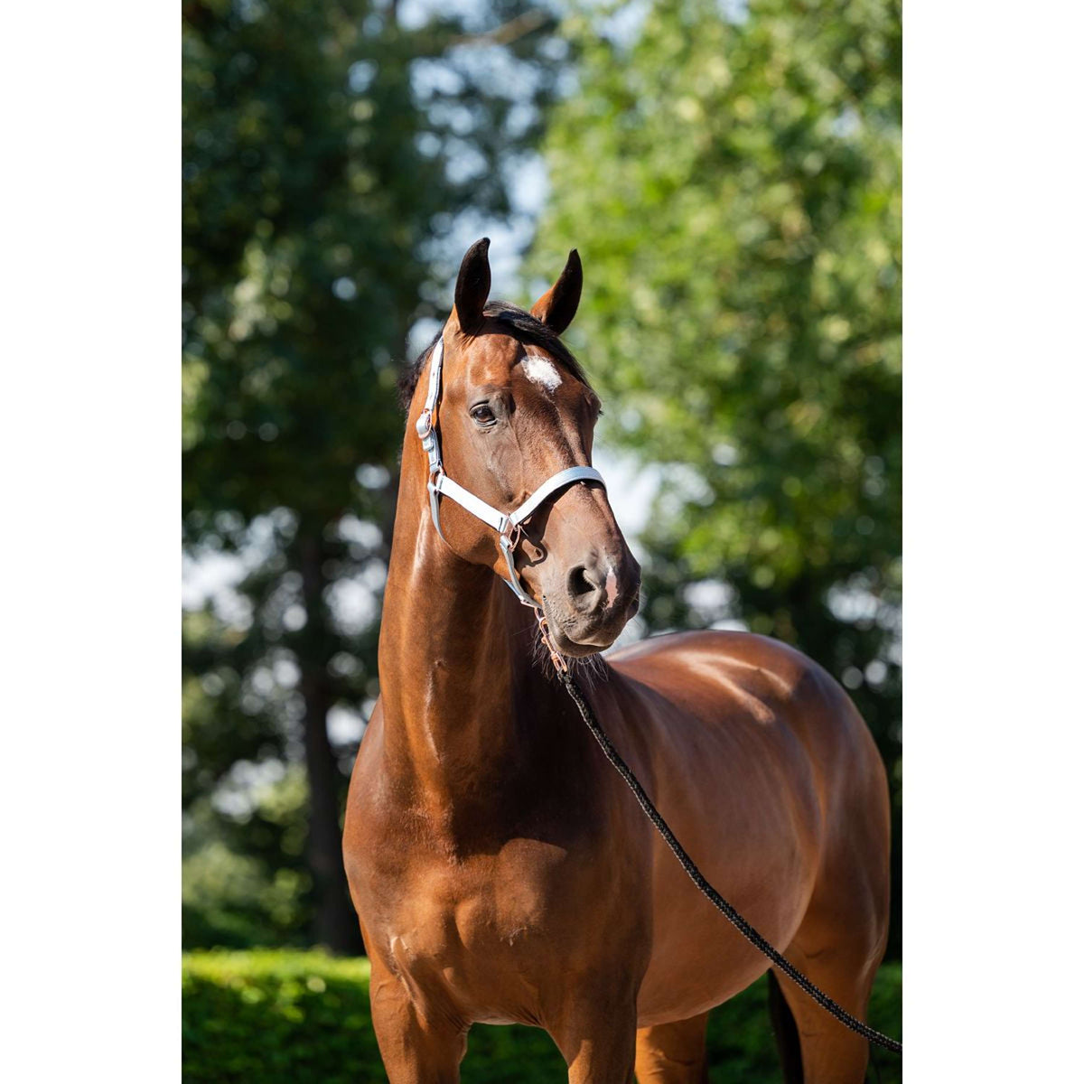 HB Head Collar Set Eclipe Midnight Blue