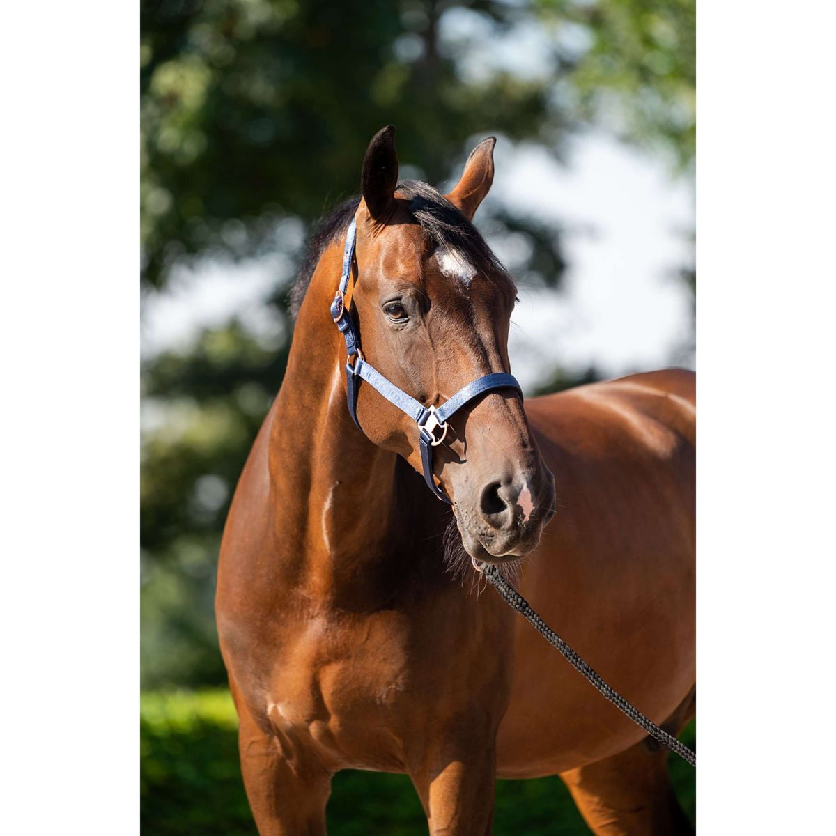 HB Head Collar Set Eclipe Navy