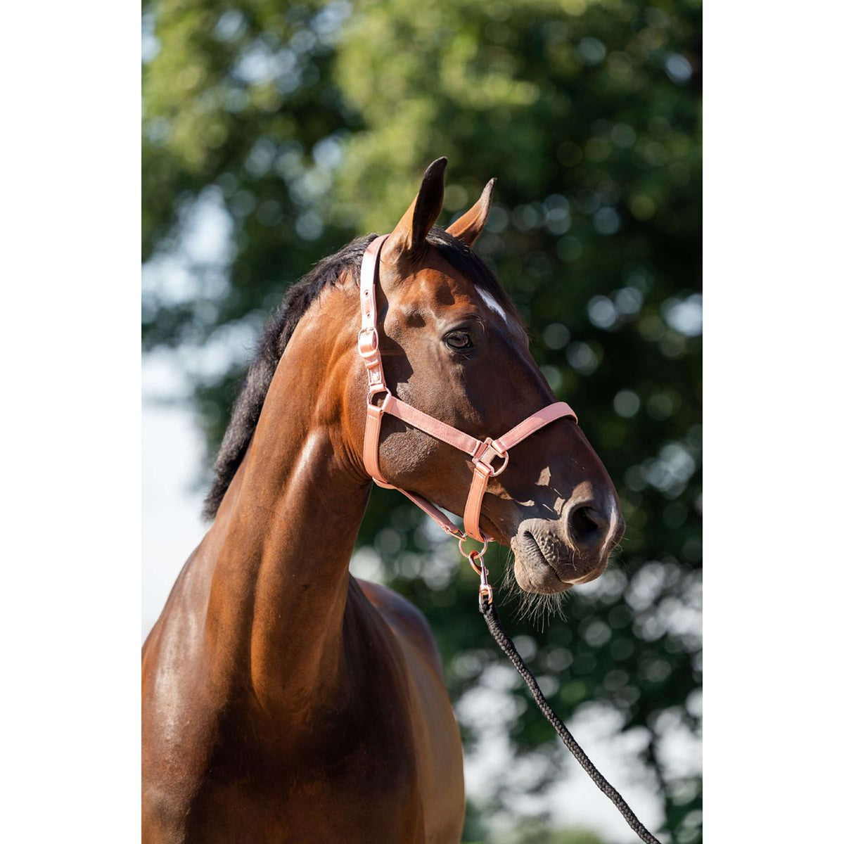 HB Head Collar Set Eclipe Rose