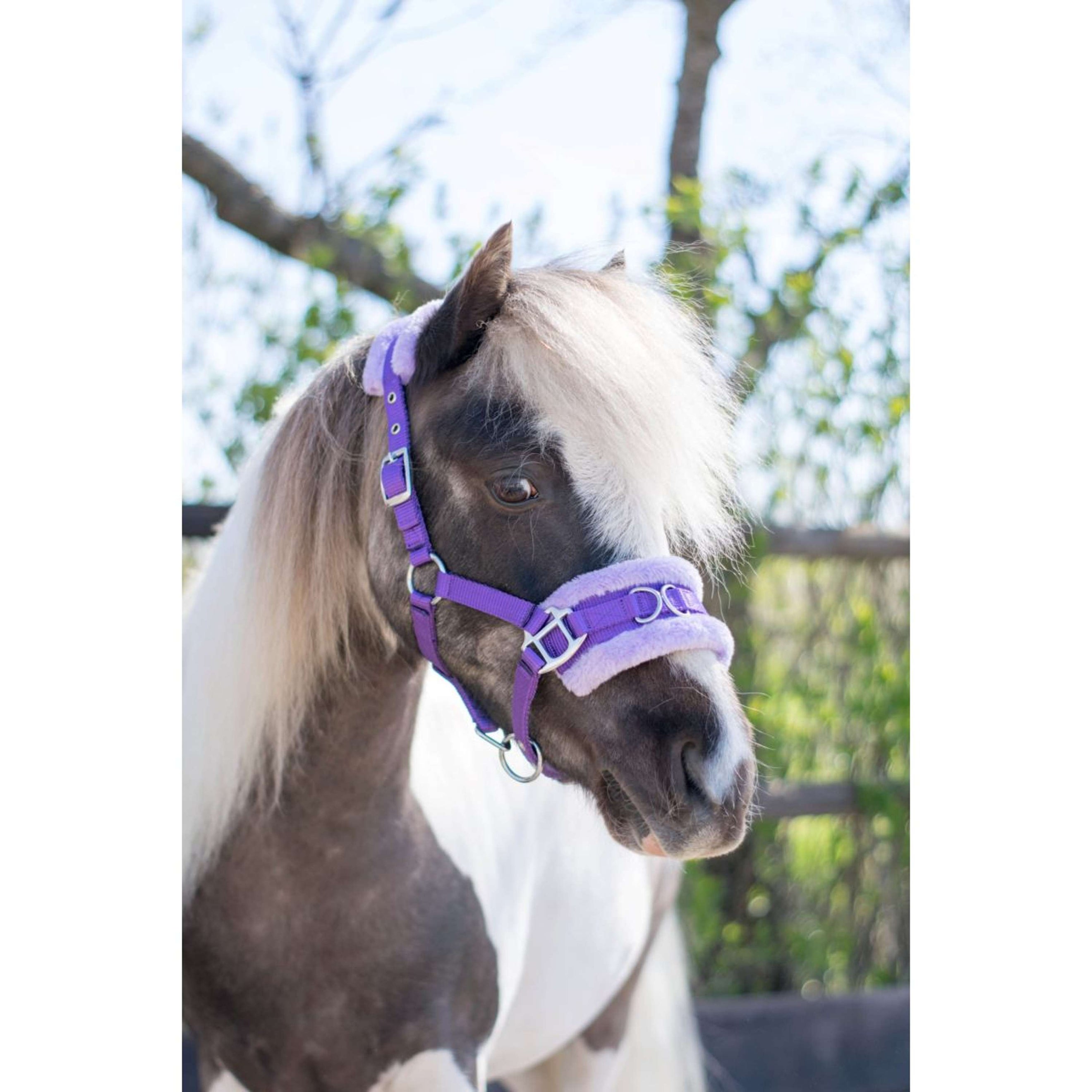 HB Halter Nylon Cavesson Purple