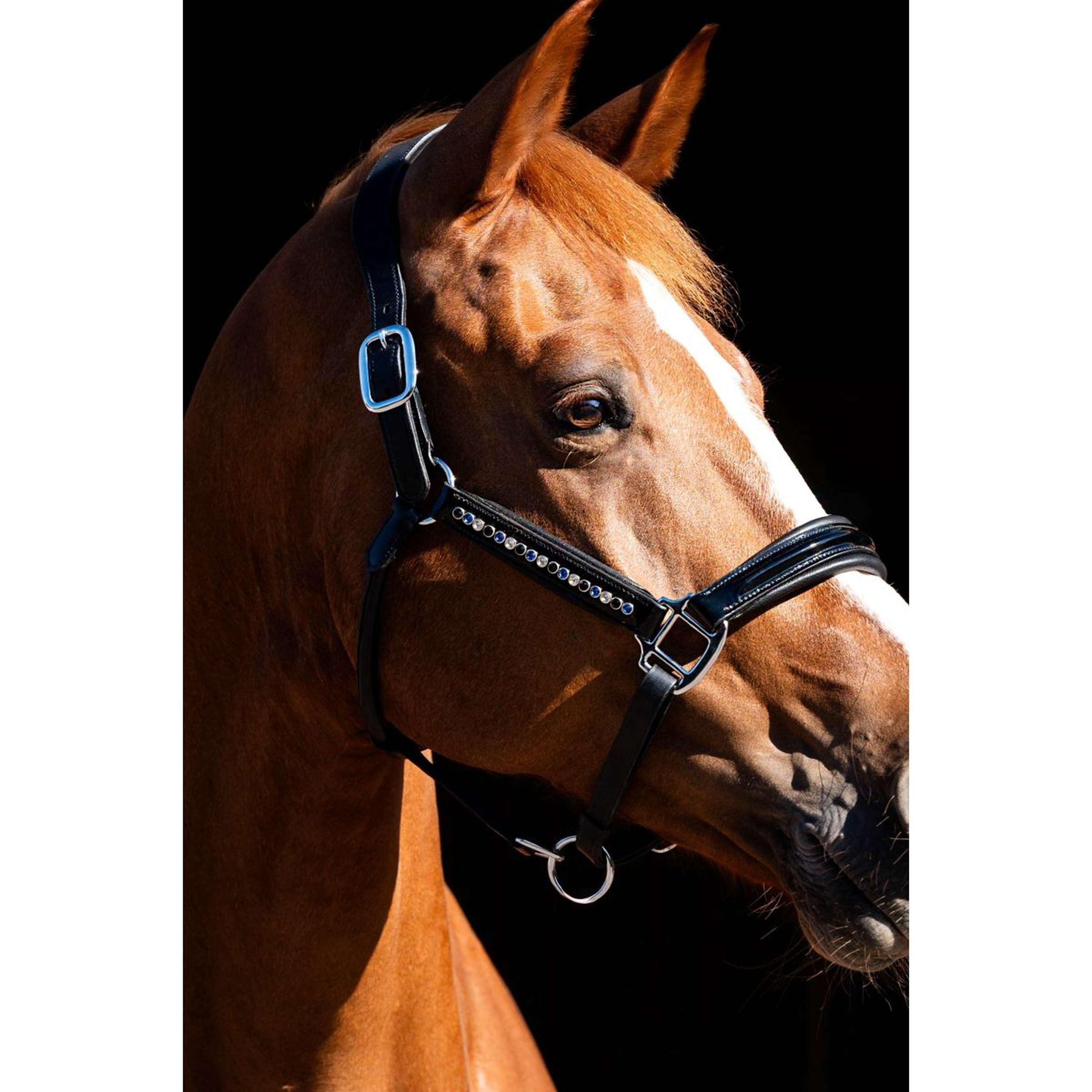 HB Showtime Halter Rivet Swarovski Leather black/navy