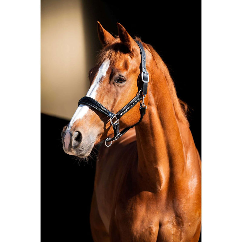 HB Showtime Halter Rivet Swarovski Leather Black