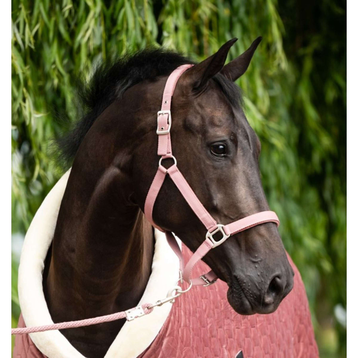 HB Head Collar Set Velvet Peach Tropical Peach