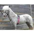 HB Lunging Girth Little Sizes Pink