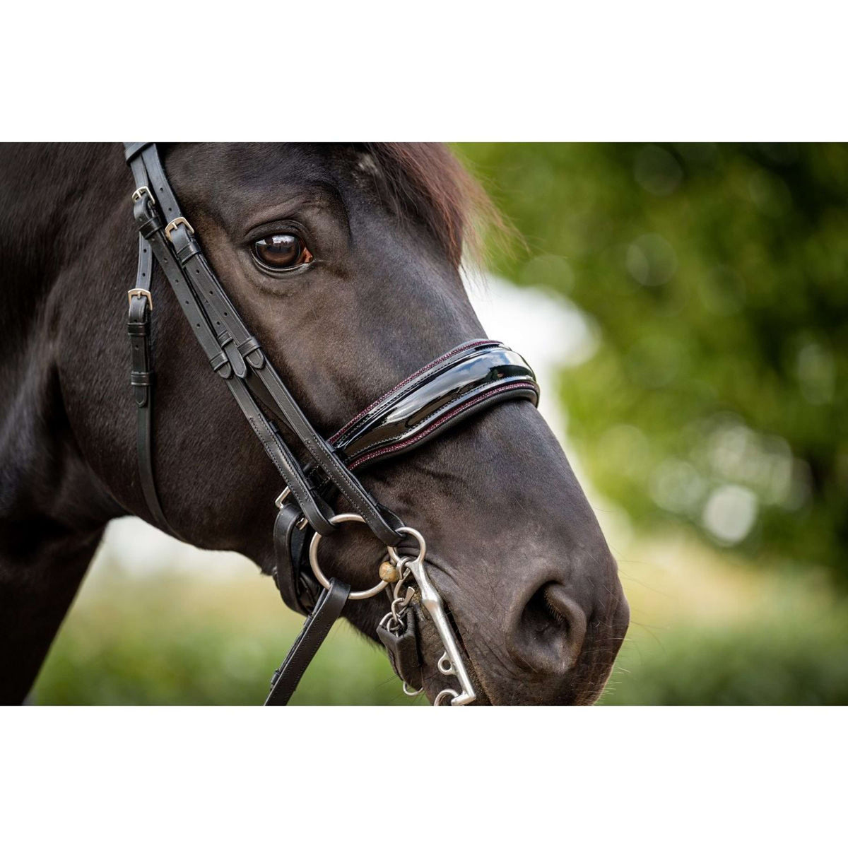 HB Double Bridle Special for You Black/Burgundy