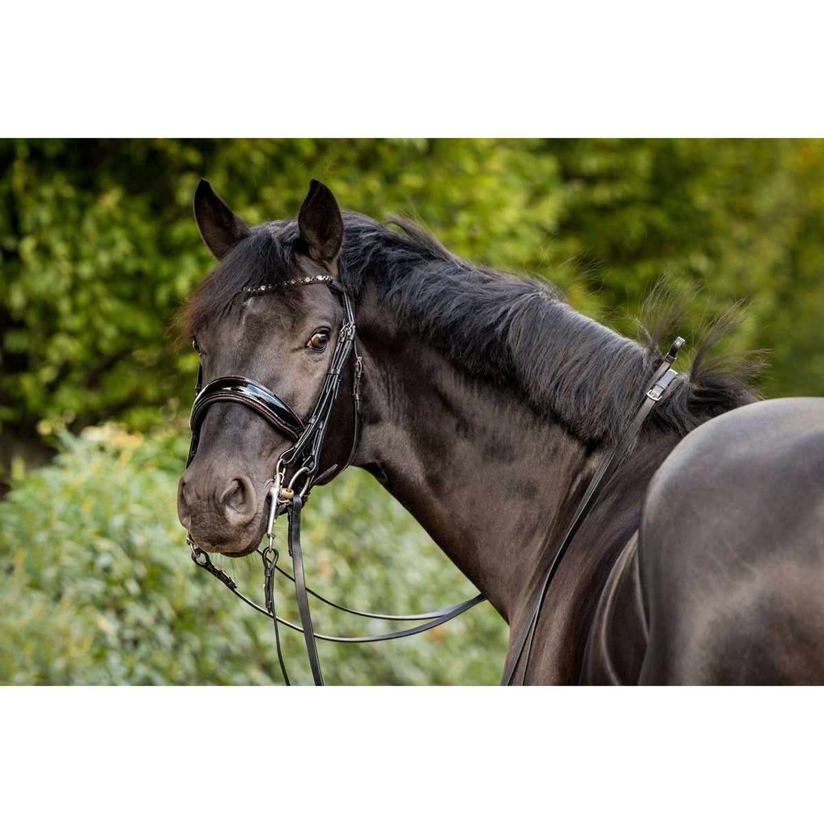 HB Double Bridle Special for You Black/Burgundy