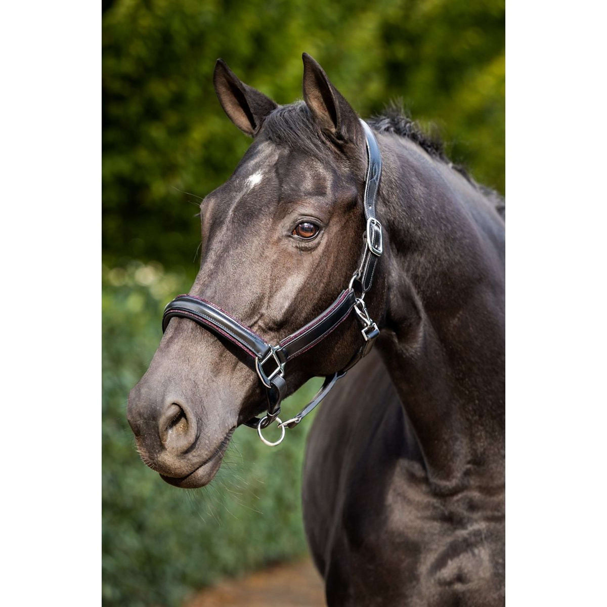 HB Halter Glitty Black/Burgundy